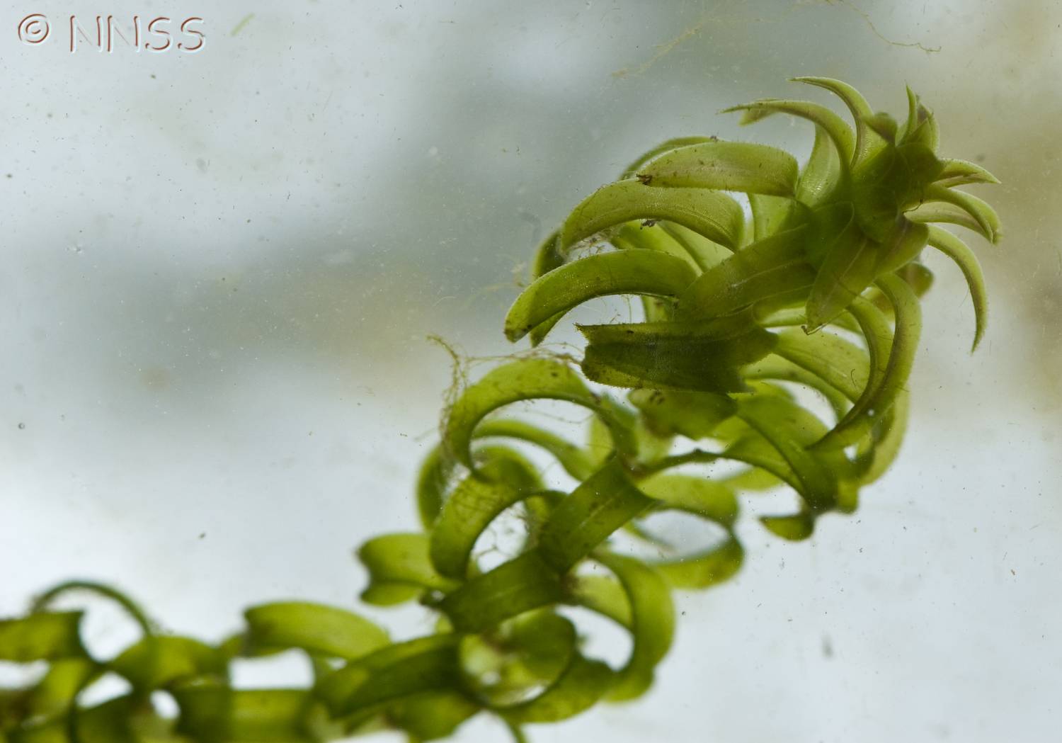Canadian Pondweed